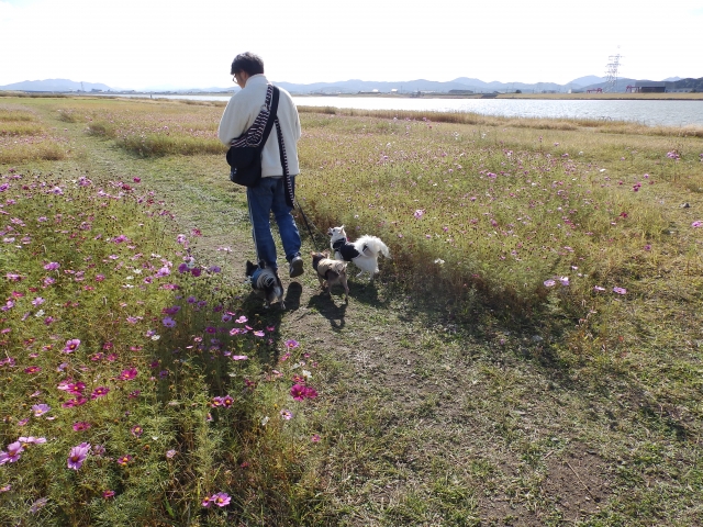 遊ぶチワワ