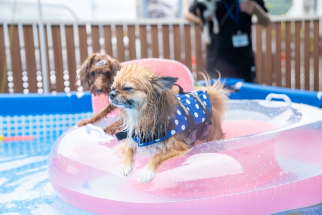 犬のプール遊び