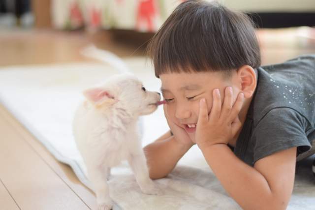 男の子とチワワ