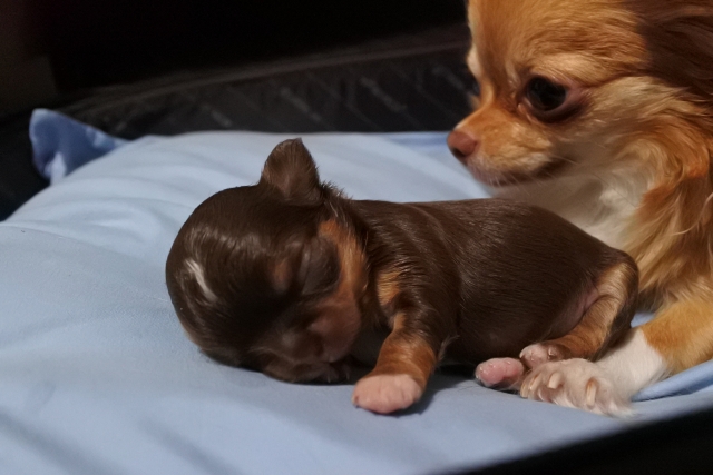 親犬と子犬